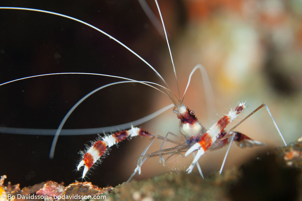 BD-130709-Maldives-9905-Stenopus-hispidus-(Olivier.-1811)-[Banded-coral-shrimp].jpg
